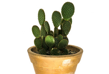 Desert cactus on vase