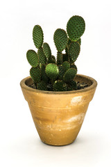 Cactus plant in pot isolated in white background