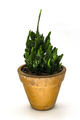 Studio shot of a cactus vase