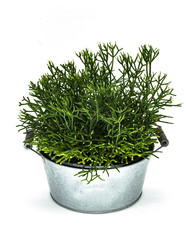 Decorative pot of succulent