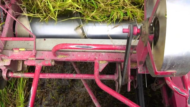 Slow Motion : Harvester agriculture machine and harvesting in rice field