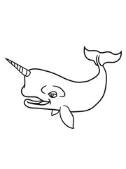 narwal horn einhorn grauwal blauwal pottwal buckelwal wal meeressäuger groß riesig fisch schwimmen meer see tauchen