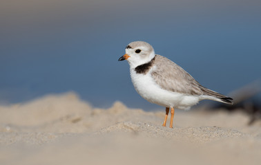 Obraz premium Piping Plover