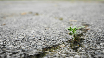 Little plant grow in fracture asphalt road
