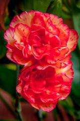 Red and yellow carnations