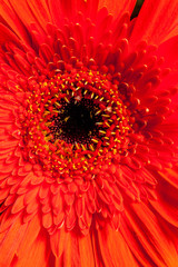 Red daisy close-up