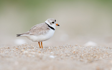 Fototapeta premium Piping Plover