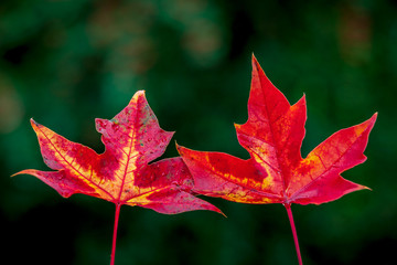 Red maple leaves