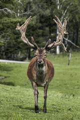 Deer at Parc Omega