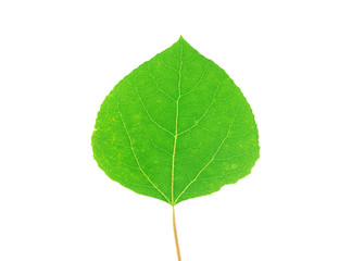 fresh green leaf isolated on white background