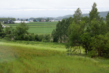 Fototapeta na wymiar 北海道の草原