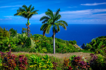 Fototapeta na wymiar palm trees at shore