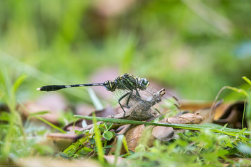 Portrait of dragonfly - Green Skimmer