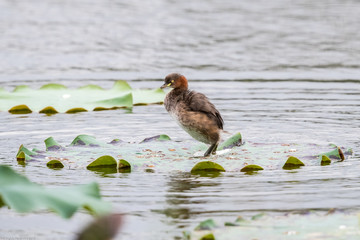 Little Grebe (Tachybaptus ruficollis) perching on green leaf at wetland of Hong Kong