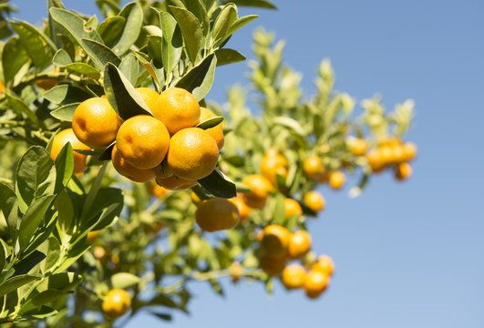  kumquat tree orchard growing in western Queensland,Australia.