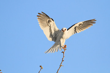White-tailed Kite (Elanus leucurus) 