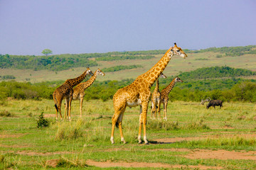 Beautiful shots of giraffes in Africa