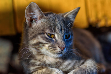 beautiful gray cat