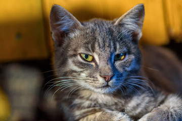 beautiful gray cat