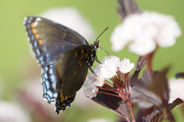 A butterfly drinking nectar from flower