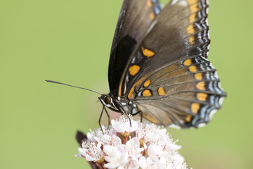 Obraz na płótnie Canvas A butterfly drinking nectar from flower