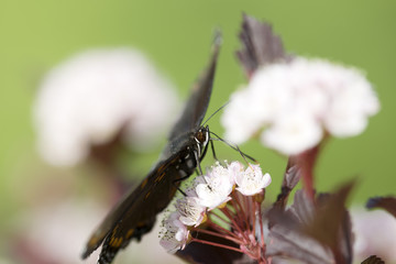 A butterfly drinking nectar from flower