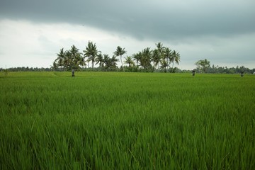 Bali Ubud