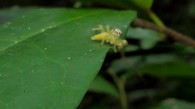Yellow Jumping Spider (Salticidae) on leaves in tropical rain forest. 