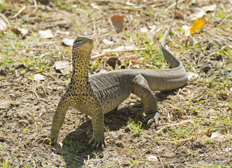 Monitor lizard near Karumba, Queensland, Australia.
