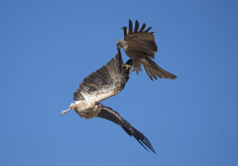 two black kites in a fight for food,north Queensland, Australia.