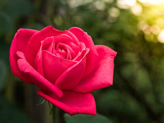Beautiful flower in the garden with flare.