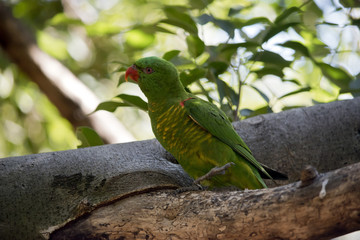 scaly breasted  lorikeet