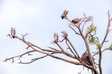 A very fierce looking hawk in Africa