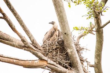A very fierce looking hawk in Africa