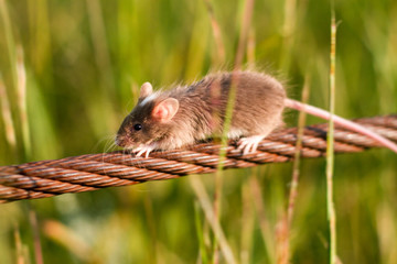 Brown mouse Running across rusted wire in the grass summer