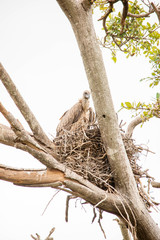 A very fierce looking hawk in Africa