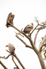 A very fierce looking hawk in Africa