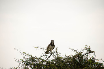 A very fierce looking hawk in Africa
