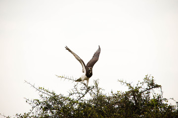 A very fierce looking hawk in Africa