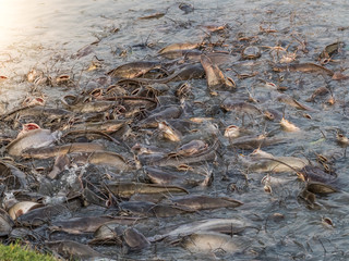 View of picture show huge catfish swimming in the pond.