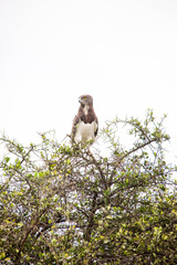 A very fierce looking hawk in Africa