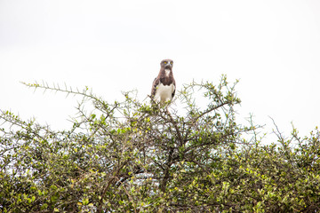A very fierce looking hawk in Africa
