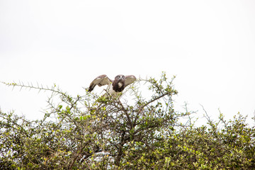 A very fierce looking hawk in Africa