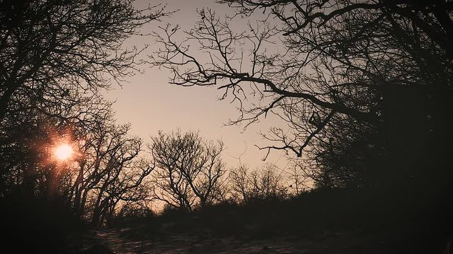 Guy with his dog running in tho the sunset