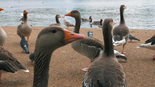 A relaxing close-up video of beautiful ducks and swans and pigeons in London Hyde Park, with water and trees in the background.