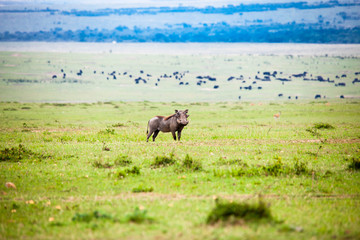Portrait shots of antelope, wildebeest, kudu, impala, gazelle, hartebeest in Africa