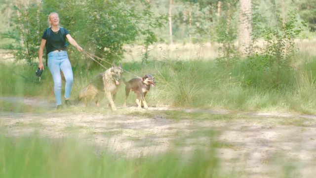Clip of a girl running with German Shepherd dog and westpointer while keeping the leash.