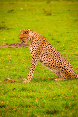 Portrait shots of cheetahs and cubs playing and lounging in Africa