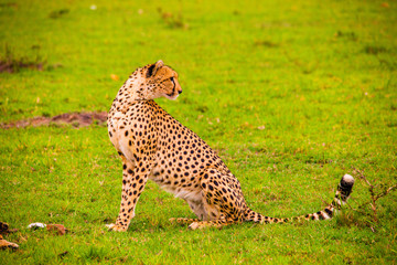 Portrait shots of cheetahs and cubs playing and lounging in Africa