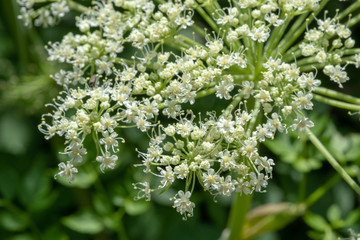 千畳敷カール　オニシモツケ